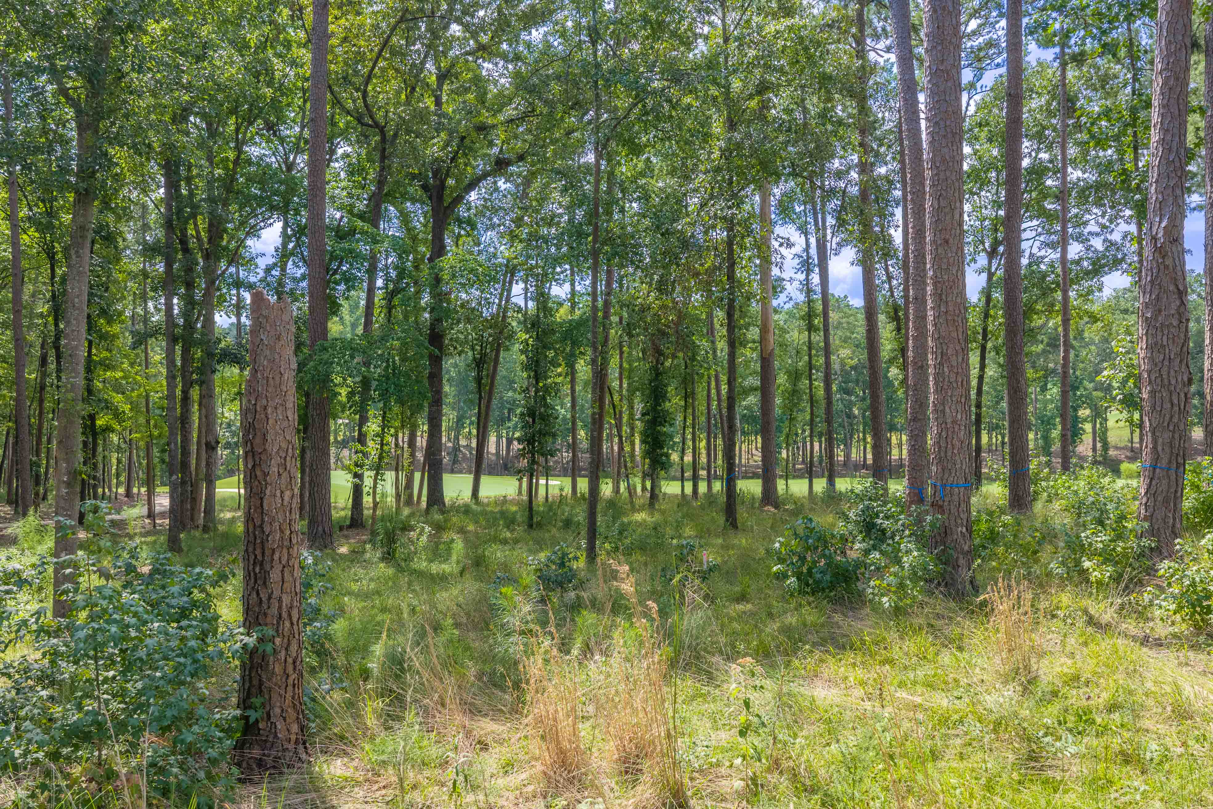 1131 Grove Ridge View image 6